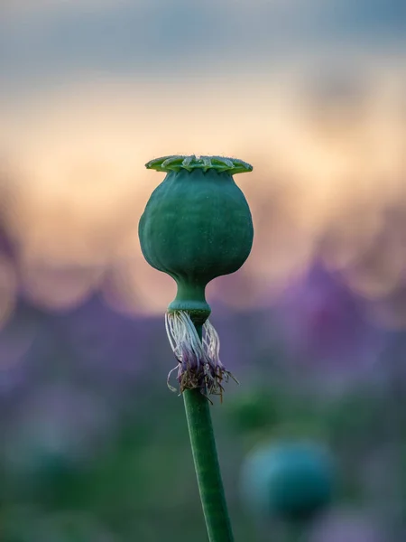 罂粟花和罂粟头在阳光下 — 图库照片