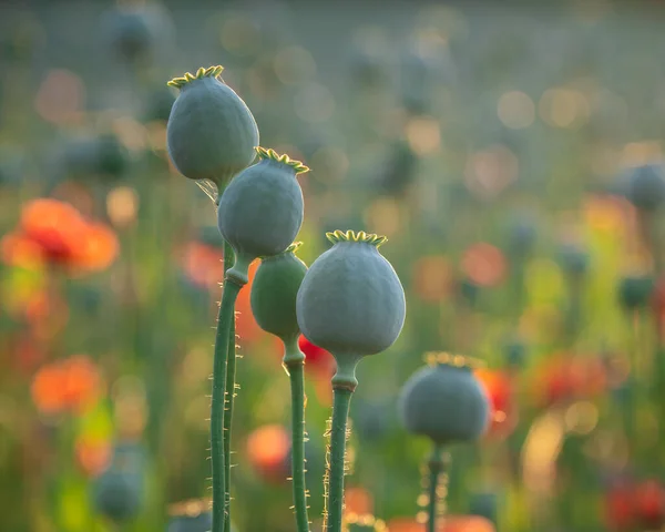 Makowe Kwiaty Makowe Głowy Słońcu — Zdjęcie stockowe