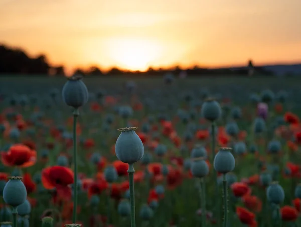 Цветы Мака Маковые Головы Солнце — стоковое фото