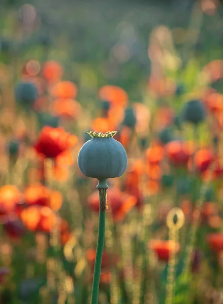 Papaver Bloemen Papaver Hoofden Zon Stockafbeelding