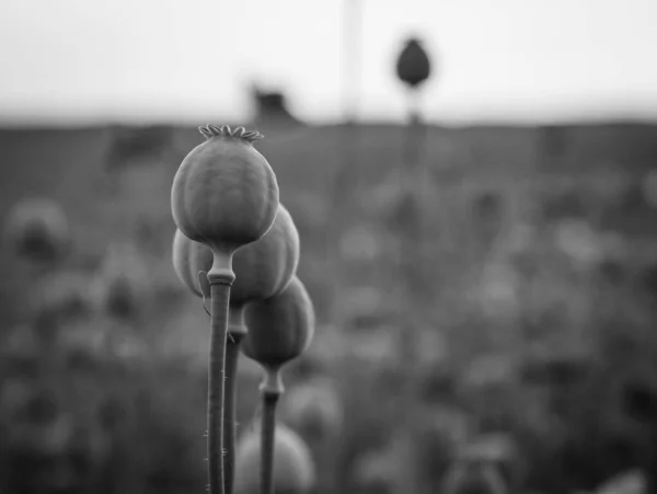 Mohnblumen Und Mohnköpfe Sonnenschein Stockfoto