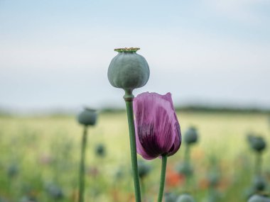 Haşhaş çiçekleri ve gün ışığında haşhaş kafaları