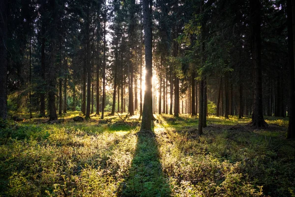 Sunset Green Forest — Stock Photo, Image