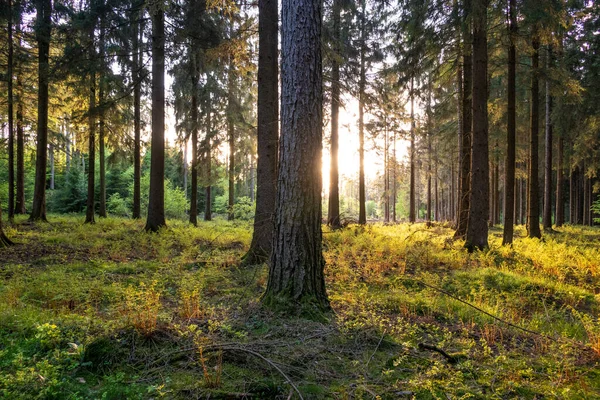 Zachód Słońca Zielonym Lesie — Zdjęcie stockowe