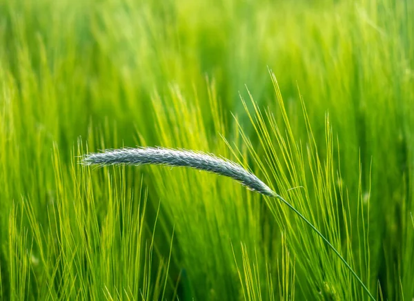 畑の緑の草は — ストック写真