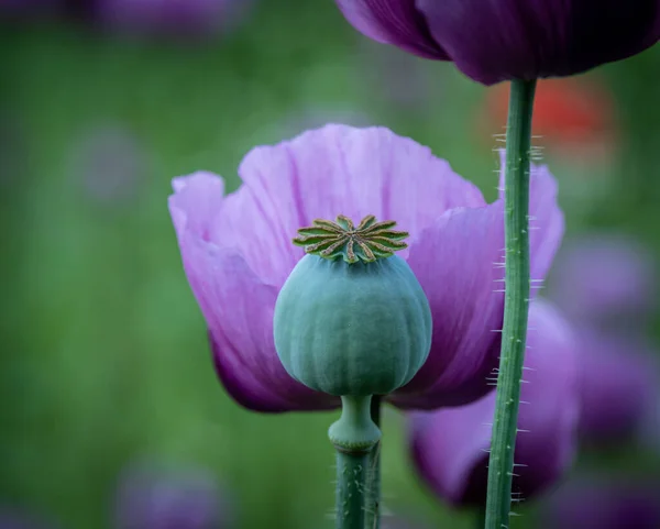 Fleurs Pavot Têtes Pavot Soleil — Photo