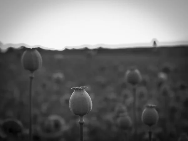 Papaver Bloemen Papaver Hoofden Zon — Stockfoto