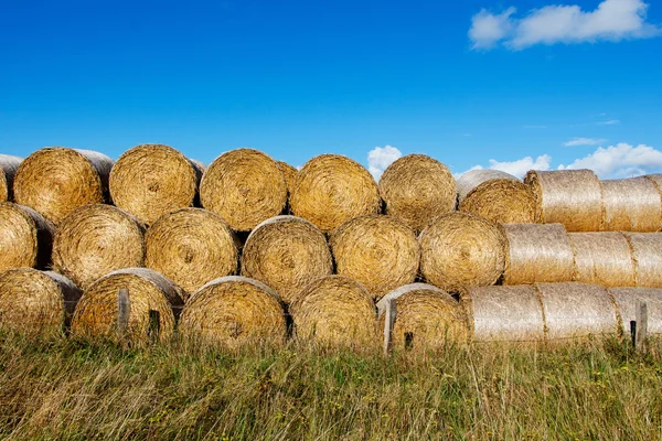 Sheaves of hay in  field in the sunshine — Stock Photo, Image