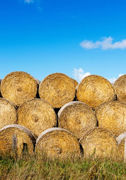 Sheaves of hay in field in the sunshine — Stock Photo, Image