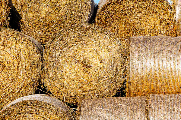 Снопы сена в поле при солнечном свете
