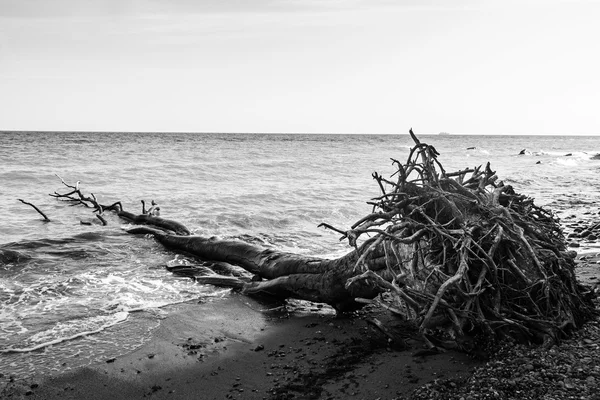 Fallen tree with roots on a seashore — Stock Photo, Image