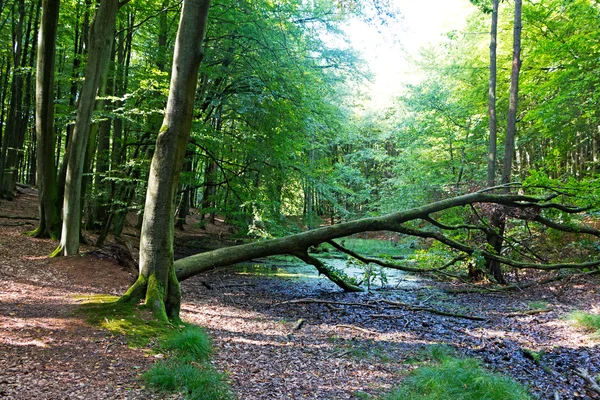 Árvore caída sobre um riacho na floresta — Fotografia de Stock
