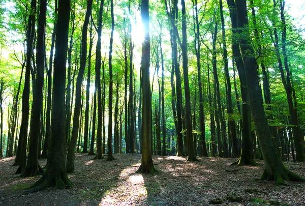 Träd i en skog och i solsken — Stockfoto