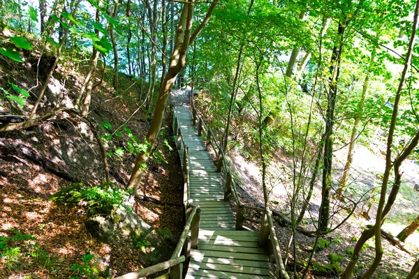 Dřevěné schodiště v lese na slunci — Stock fotografie