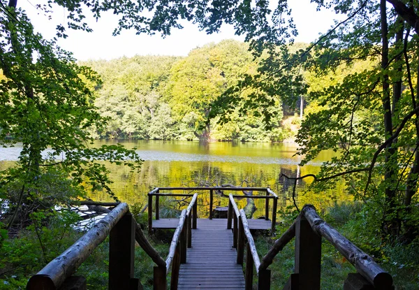 Cais de madeira em um lago na floresta — Fotografia de Stock