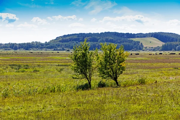 Dva stromy v poli v sunshine — Stock fotografie