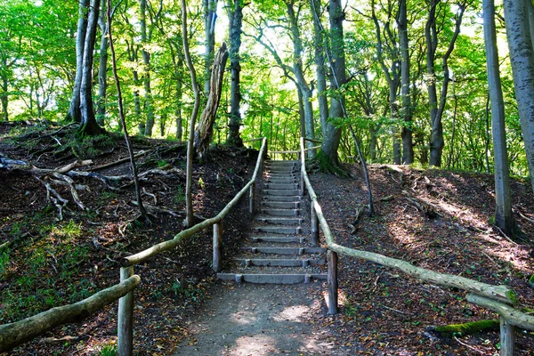 Dřevěné schodiště v lese v slunečním světle — Stock fotografie
