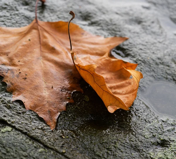 Осенние листья лежат на каменном тротуаре — стоковое фото