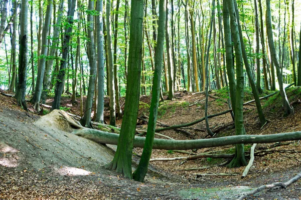 As árvores em uma floresta — Fotografia de Stock