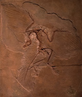 Dinosaur fossils of Archaeopteryx in rock clipart