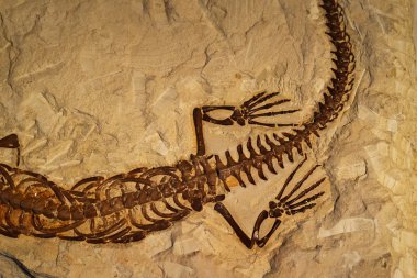 Fossil of ancient reptile in rock clipart