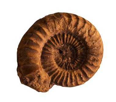 Ammonites fossil  on the whte background clipart