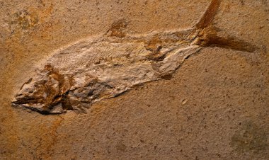 Kaya antik balık fosilleri