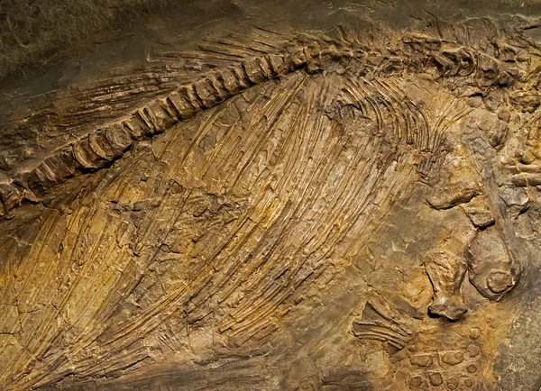 Animales antiguos fósiles en la roca — Foto de Stock