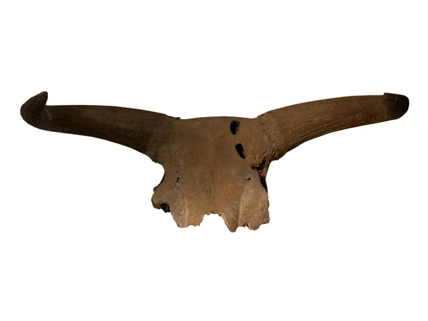 Ancient bison skull on the white background — Stock Photo, Image