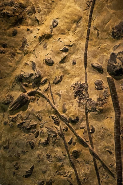 Animais antigos fósseis na rocha — Fotografia de Stock