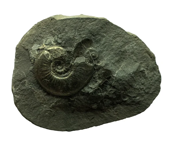 O fóssil de Ammonites no fundo whte — Fotografia de Stock