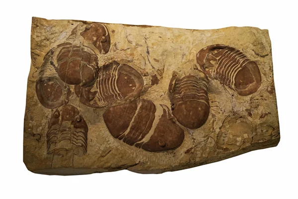 Fossiles de trilobite sur fond blanc — Photo