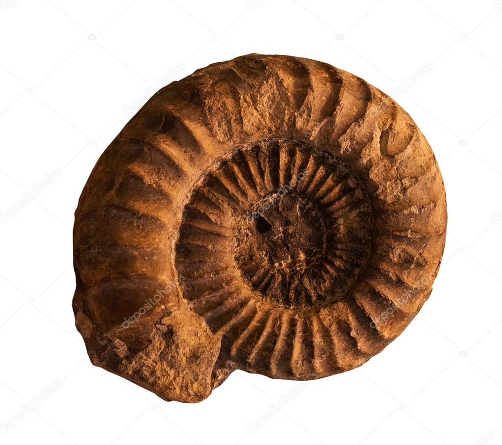 Ammonites fossil  on the whte background