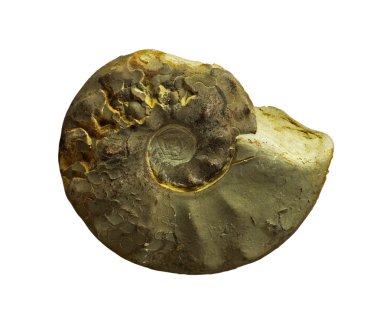  Ammonit fossiles uyumak arka plan üzerinde