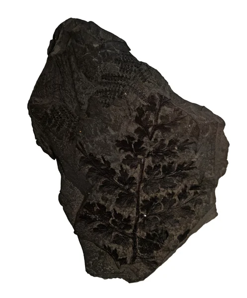Alte Pflanzen Fossilien auf weißem Hintergrund — Stockfoto