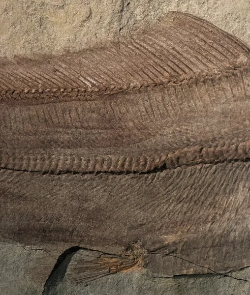 Fossili di pesci antichi in una roccia — Foto Stock