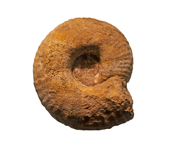 Fossili di ammoniti su fondo bianco — Foto Stock