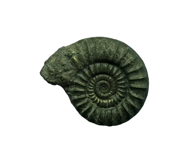 Ammoniten Fossilien auf weißem Hintergrund — Stockfoto