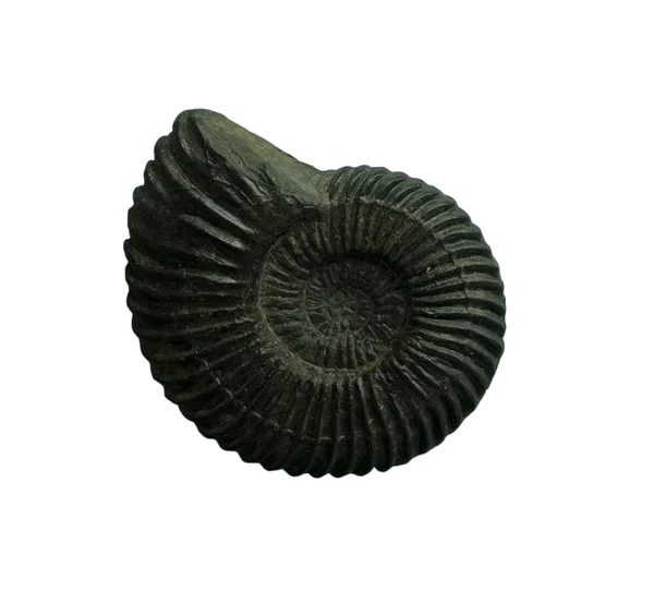 Ammonit fossiles uyumak arka plan üzerinde — Stok fotoğraf