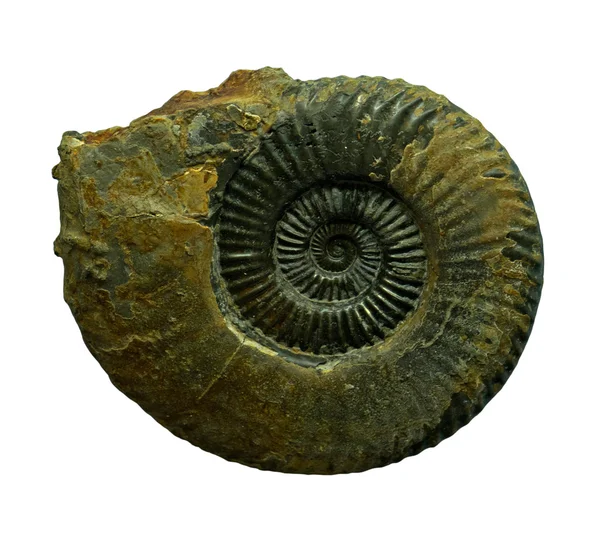 Ammoniteszek fossiles whte háttér — Stock Fotó