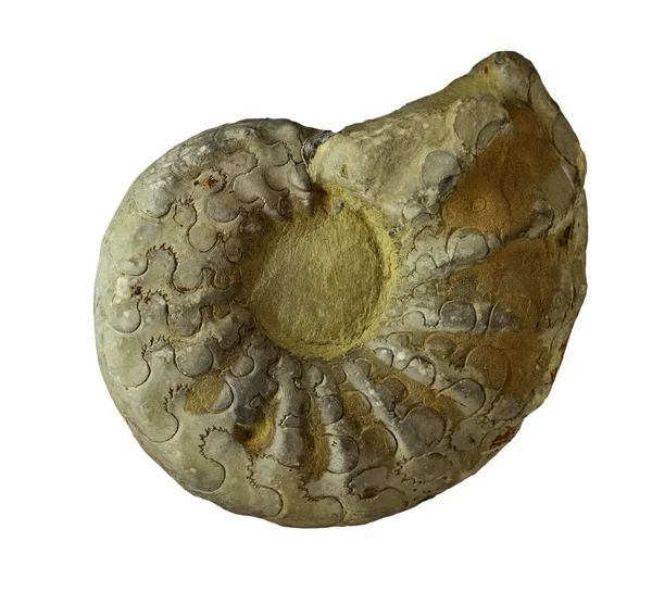 Ammonites fossiles sur fond blanc — Photo