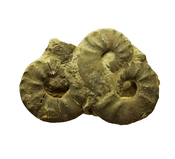 Ammonites fossiles sur fond blanc — Photo