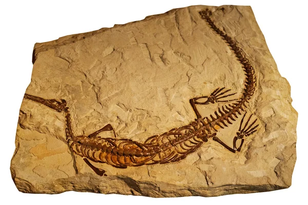 Fossil eines antiken Reptils im Fels — Stockfoto