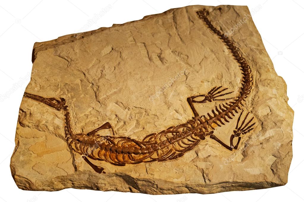 Fossil of ancient reptile in rock