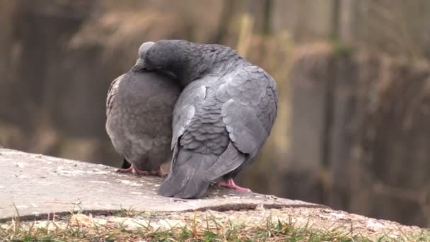 Dos palomas que arrullan — Vídeo de stock