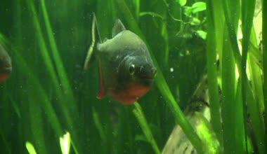 Akvaryumda yosun arasında balıklar