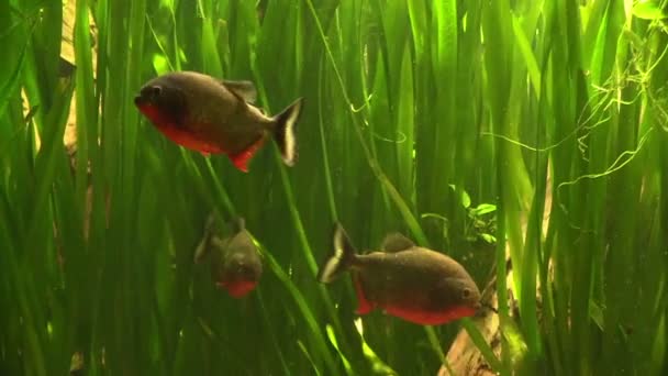 Piranha onder het groene zeewier — Stockvideo