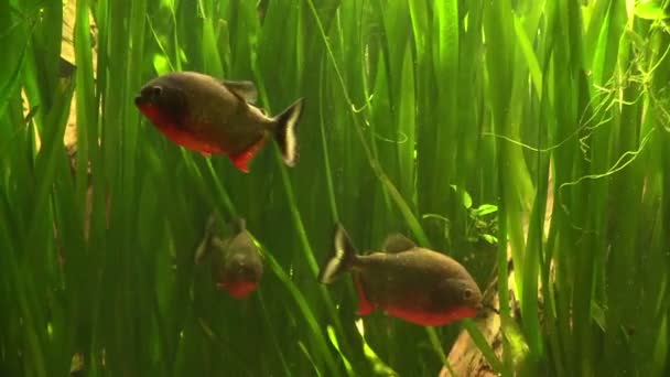 Piranha inmitten der grünen Algen — Stockvideo