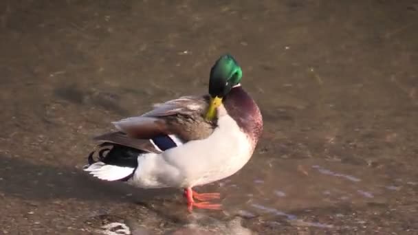 The ducks in the river — Stock Video