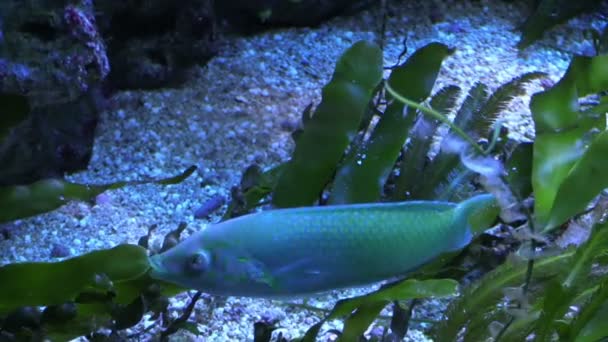 Un poisson sur le fond marin — Video